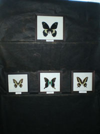 Выставка Бабочки мира